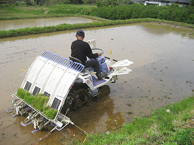 田植え