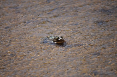 トノサマガエル