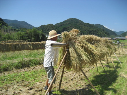 はざかけ天日干し